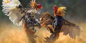 Đặc Điểm Nổi Bật Của Dịch Vụ Đá Gà Tại 3in1bet
