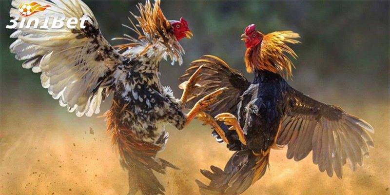 Đặc Điểm Nổi Bật Của Dịch Vụ Đá Gà Tại 3in1bet